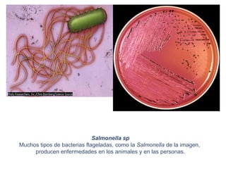 Salmonella sp
Muchos tipos de bacterias flageladas, como la Salmonella de la imagen,
producen enfermedades en los animales y en las personas.
 