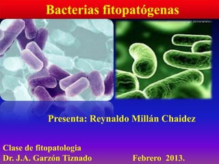 Bacterias fitopatógenas




           Presenta: Reynaldo Millán Chaidez

Clase de fitopatologia
Dr. J.A. Garzón Tiznado      Febrero 2013.
 