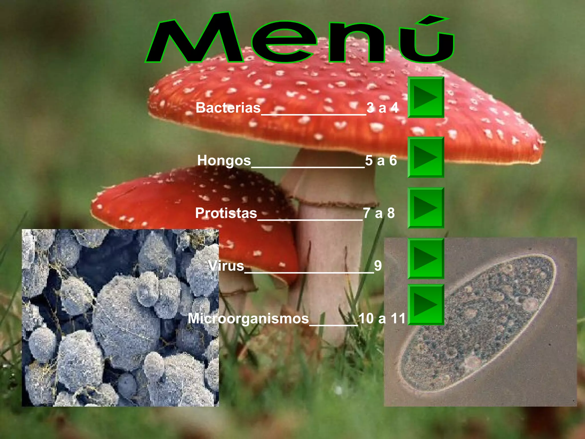 Bacterias protistas hongos | PPT