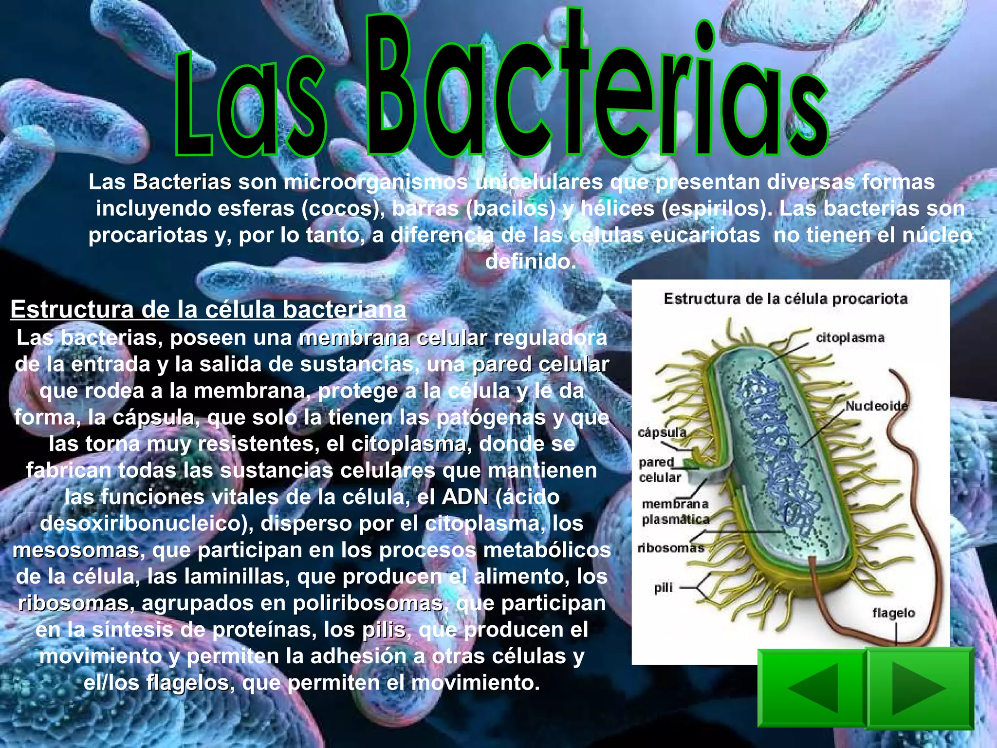 Bacterias protistas hongos | PPT