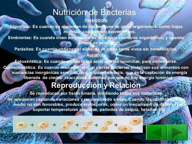 Bacterias protistas hongos