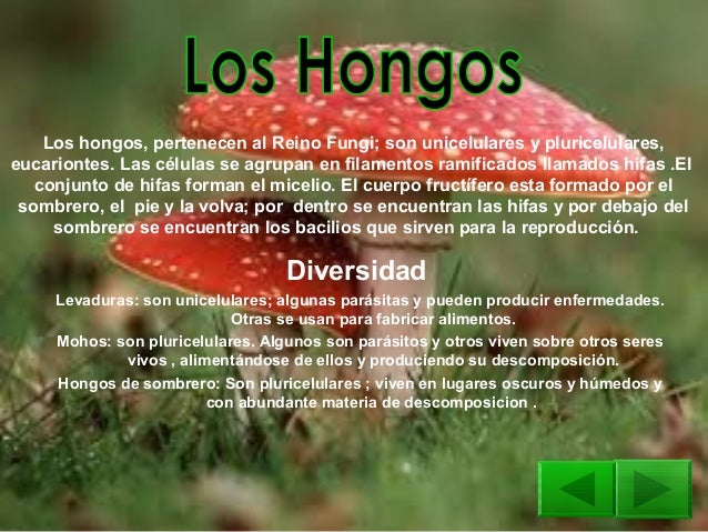 Como curar el hongo de uña por el propóleos
