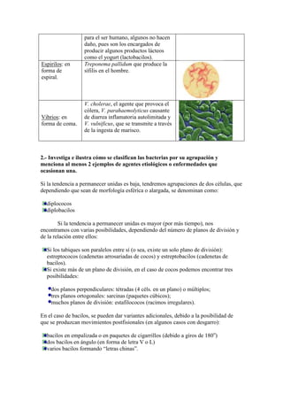 para el ser humano, algunos no hacen
                   daño, pues son los encargados de
                   producir algunos productos lácteos
                   como el yogurt (lactobacilos).
Espirilos: en      Treponema pallidum que produce la
forma de           sífilis en el hombre.
espiral.



                   V. cholerae, el agente que provoca el
                   cólera, V. parahaemolyticus causante
Vibrios: en        de diarrea inflamatoria autolimitada y
forma de coma.     V. vulnificus, que se transmite a través
                   de la ingesta de marisco.



2.- Investiga e ilustra cómo se clasifican las bacterias por su agrupación y
menciona al menos 2 ejemplos de agentes etiológicos o enfermedades que
ocasionan una.

Si la tendencia a permanecer unidas es baja, tendremos agrupaciones de dos células, que
dependiendo que sean de morfología esférica o alargada, se denominan como:

  diplococos
  diplobacilos

        Si la tendencia a permanecer unidas es mayor (por más tiempo), nos
encontramos con varias posibilidades, dependiendo del número de planos de división y
de la relación entre ellos:

  Si los tabiques son paralelos entre sí (o sea, existe un solo plano de división):
  estreptococos (cadenetas arrosariadas de cocos) y estreptobacilos (cadenetas de
  bacilos).
  Si existe más de un plano de división, en el caso de cocos podemos encontrar tres
  posibilidades:

    dos planos perpendiculares: tétradas (4 céls. en un plano) o múltiplos;
    tres planos ortogonales: sarcinas (paquetes cúbicos);
    muchos planos de división: estafilococos (racimos irregulares).

En el caso de bacilos, se pueden dar variantes adicionales, debido a la posibilidad de
que se produzcan movimientos postfisionales (en algunos casos con desgarro):

  bacilos en empalizada o en paquetes de cigarrillos (debido a giros de 180o)
  dos bacilos en ángulo (en forma de letra V o L)
  varios bacilos formando “letras chinas”.
 