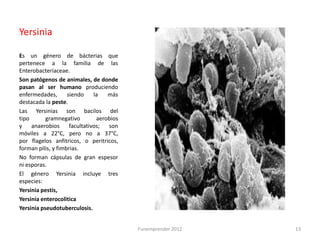 Yersinia

Es un género de bácterias que
pertenece a la familia de las
Enterobacteriaceae.
Son patógenos de animales, de donde
pasan al ser humano produciendo
enfermedades,       siendo     la   más
destacada la peste.
Las Yersinias son bacilos del
tipo       gramnegativo         aerobios
y anaerobios         facultativos; son
móviles a 22°C, pero no a 37°C,
por flagelos anfitricos, o peritricos,
forman pilis, y fimbrias.
No forman cápsulas de gran espesor
ni esporas.
El género Yersinia incluye tres
especies:
Yersinia pestis,
Yersinia enterocolitica
Yersinia pseudotuberculosis.


                                           Funemprender 2012   13
 