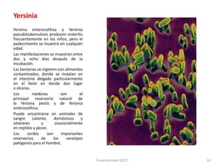 Yersinia
Yersinia enterocolítica y Yersinia
pseudotuberculosis producen enteritis
frecuentemente en los niños, pero el
padecimiento se muestra en cualquier
edad.
Las manifestaciones se muestran entre
dos y ocho días después de la
incubación.
Las bacterias se ingieren con alimentos
contaminados, donde se instalan en
el intestino delgado particularmente
en el íleon en donde dan lugar
a úlceras.
Los         roedores         son       el
principal reservorio natural de
la Yersinia pestis y de Yersinia
enterocolítica.
Puede encontrarse en animales de
sangre      caliente,    domésticos     y
silvestres       y        ocasionalmente
en reptiles y peces.
Los      cerdos      son     importantes
reservorios      de      los    serotipos
patógenos para el hombre.


                                            Funemprender 2012   14
 