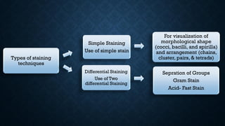 Complex Staining Types Bacteria staining (Pharmaceutical Microbiology) | PDF