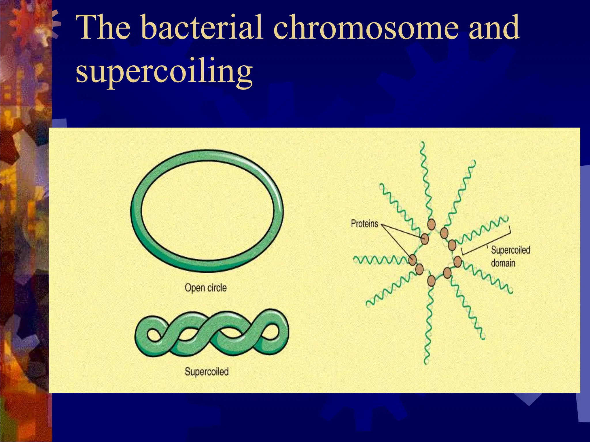 Bacteria Structure, Cell wall, Cell Membrane, Cytoplasm, Ribosomes.pptx