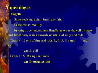 Bacteria Structure, Cell wall, Cell Membrane, Cytoplasm, Ribosomes.pptx