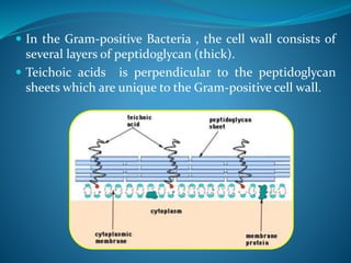  In the Gram-positive Bacteria , the cell wall consists of
several layers of peptidoglycan (thick).
 Teichoic acids is perpendicular to the peptidoglycan
sheets which are unique to the Gram-positive cell wall.
 