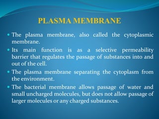 PLASMA MEMBRANE
 The plasma membrane, also called the cytoplasmic
membrane.
 Its main function is as a selective permeability
barrier that regulates the passage of substances into and
out of the cell.
 The plasma membrane separating the cytoplasm from
the environment.
 The bacterial membrane allows passage of water and
small uncharged molecules, but does not allow passage of
larger molecules or any charged substances.
 