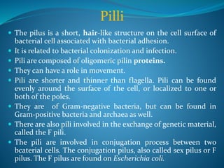 Pilli
 The pilus is a short, hair-like structure on the cell surface of
bacterial cell associated with bacterial adhesion.
 It is related to bacterial colonization and infection.
 Pili are composed of oligomeric pilin proteins.
 They can have a role in movement.
 Pili are shorter and thinner than flagella. Pili can be found
evenly around the surface of the cell, or localized to one or
both of the poles.
 They are of Gram-negative bacteria, but can be found in
Gram-positive bacteria and archaea as well.
 There are also pili involved in the exchange of genetic material,
called the F pili.
 The pili are involved in conjugation process between two
bcaterial cells. The conjugation pilus, also called sex pilus or F
pilus. The F pilus are found on Escherichia coli.
 