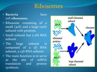 Ribosomes
 Bacteria have
70S ribosomes.
 Ribosome consisting of a
small (30S) and a large (50S)
subunit with proteins.
 Small subunit has a 16S RNA
subunit .
 The large subunit is
composed of a 5S RNA
subunit, a 23S RNA subunit.
 The main function is to serve
as the site of mRNA
translation and protein
synthesis.
 