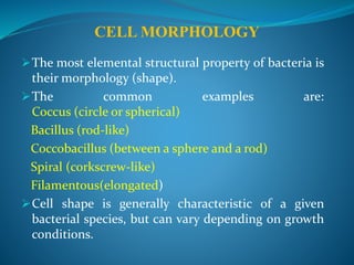 CELL MORPHOLOGY
The most elemental structural property of bacteria is
their morphology (shape).
The common examples are:
Coccus (circle or spherical)
Bacillus (rod-like)
Coccobacillus (between a sphere and a rod)
Spiral (corkscrew-like)
Filamentous(elongated)
Cell shape is generally characteristic of a given
bacterial species, but can vary depending on growth
conditions.
 