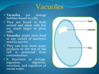 Vacuoles
 Vacuoles are storage
bubbles found in cells.
 They are found in both
animal and plant cells but
are much larger in plant
cells.
 Vacuoles might store food
or any variety of nutrients
need to survive.
 They can even store waste
products so the rest of the
cell is protected from
contamination.
 It functions as storage,
ingestion, digestion,
excretion, and expulsion of
excess water.
 