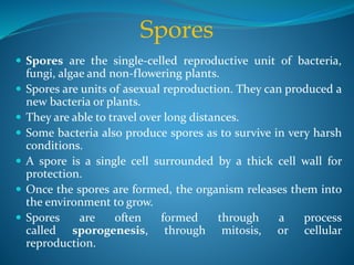  Spores are the single-celled reproductive unit of bacteria,
fungi, algae and non-flowering plants.
 Spores are units of asexual reproduction. They can produced a
new bacteria or plants.
 They are able to travel over long distances.
 Some bacteria also produce spores as to survive in very harsh
conditions.
 A spore is a single cell surrounded by a thick cell wall for
protection.
 Once the spores are formed, the organism releases them into
the environment to grow.
 Spores are often formed through a process
called sporogenesis, through mitosis, or cellular
reproduction.
Spores
 