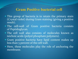  This group of bacteria is to retain the primary stain
(Crystal violet) during Gram staining (giving a positive
result).
 The cell-wall of Gram positive bacteria consists
of Peptidoglycan.
 The cell wall also consists of molecules known as
teichoic acids (polyol phosphate polymers).
 Gram positive bacteria have lipid content makes up
less than 5 percent of the cell wall.
 Here, these molecules play the role of anchoring the
membrane.
Gram Positive bacterial cell
 