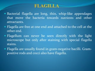  Bacterial flagella are long, thin, whip-like appendages
that move the bacteria towards nutrients and other
attractants.
 Flagella are free at one end and attached to the cell at the
other end.
 Flagellum can never be seen directly with the light
microscope but only after staining with special flagella
stains.
 Flagella are usually found in gram-negative bacilli. Gram-
positive rods and cocci also have flagella.
FLAGILLA
 