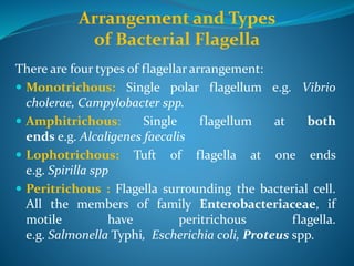 Arrangement and Types
of Bacterial Flagella
There are four types of flagellar arrangement:
 Monotrichous: Single polar flagellum e.g. Vibrio
cholerae, Campylobacter spp.
 Amphitrichous: Single flagellum at both
ends e.g. Alcaligenes faecalis
 Lophotrichous: Tuft of flagella at one ends
e.g. Spirilla spp
 Peritrichous : Flagella surrounding the bacterial cell.
All the members of family Enterobacteriaceae, if
motile have peritrichous flagella.
e.g. Salmonella Typhi, Escherichia coli, Proteus spp.
 
