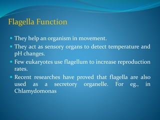 Flagella Function
 They help an organism in movement.
 They act as sensory organs to detect temperature and
pH changes.
 Few eukaryotes use flagellum to increase reproduction
rates.
 Recent researches have proved that flagella are also
used as a secretory organelle. For eg., in
Chlamydomonas
 