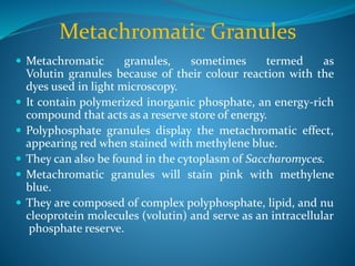 Metachromatic Granules
 Metachromatic granules, sometimes termed as
Volutin granules because of their colour reaction with the
dyes used in light microscopy.
 It contain polymerized inorganic phosphate, an energy-rich
compound that acts as a reserve store of energy.
 Polyphosphate granules display the metachromatic effect,
appearing red when stained with methylene blue.
 They can also be found in the cytoplasm of Saccharomyces.
 Metachromatic granules will stain pink with methylene
blue.
 They are composed of complex polyphosphate, lipid, and nu
cleoprotein molecules (volutin) and serve as an intracellular
phosphate reserve.
 