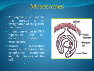 Mesosomes
 An organelle of bacteria
that appears as an
invagination of the plasma
membrane.
 It functions either in DNA
replication and cell
division or excretion of
exoenzymes.
 Mature mesosomes
formed a link between the
cytoplasmic membrane
and the nucleus of the
cell.

 