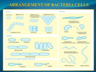 ARRANGEMENT OF BACTERIA CELLS
 