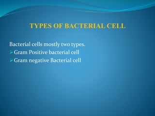 Bacterial cells mostly two types.
Gram Positive bacterial cell
Gram negative Bacterial cell
TYPES OF BACTERIAL CELL
 