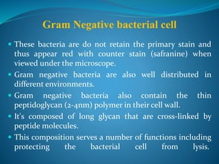  These bacteria are do not retain the primary stain and
thus appear red with counter stain (safranine) when
viewed under the microscope.
 Gram negative bacteria are also well distributed in
different environments.
 Gram negative bacteria also contain the thin
peptidoglycan (2-4nm) polymer in their cell wall.
 It's composed of long glycan that are cross-linked by
peptide molecules.
 This composition serves a number of functions including
protecting the bacterial cell from lysis.
Gram Negative bacterial cell
 