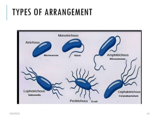 BACTERIA STRUCTURE AND FUNCTION [Autosaved].pptx