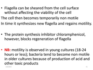 • Flagella can be sheared from the cell surface
without affecting the viability of the cell
The cell then becomes temporarily non motile
In time it synthesizes new flagella and regains motility.
• The protein synthesis inhibitor chloramphenicol,
however, blocks regeneration of flagella
• NB: motility is observed in young cultures (18-24
hours or less); bacteria tend to become non motile
in older cultures because of production of acid and
other toxic products
2/6/2023 15
 