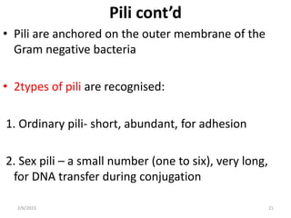 Pili cont’d
• Pili are anchored on the outer membrane of the
Gram negative bacteria
• 2types of pili are recognised:
1. Ordinary pili- short, abundant, for adhesion
2. Sex pili – a small number (one to six), very long,
for DNA transfer during conjugation
2/6/2023 21
 