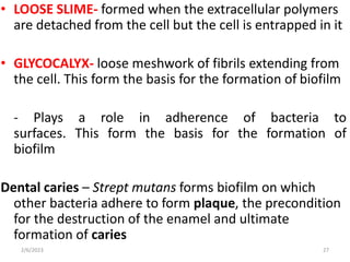 BACTERIA STRUCTURE AND FUNCTION [Autosaved].pptx