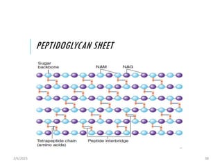BACTERIA STRUCTURE AND FUNCTION [Autosaved].pptx