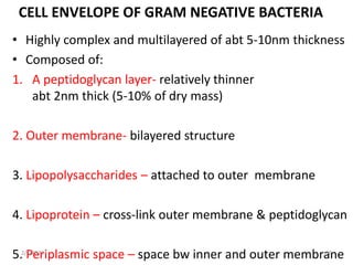 BACTERIA STRUCTURE AND FUNCTION [Autosaved].pptx