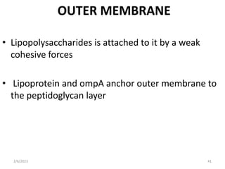 OUTER MEMBRANE
• Lipopolysaccharides is attached to it by a weak
cohesive forces
• Lipoprotein and ompA anchor outer membrane to
the peptidoglycan layer
2/6/2023 41
 