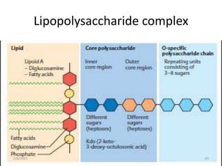 Lipopolysaccharide complex
2/6/2023 43
 