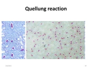 BACTERIA STRUCTURE AND FUNCTION [Autosaved].pptx