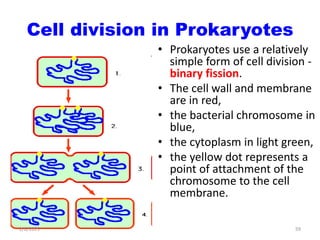 BACTERIA STRUCTURE AND FUNCTION [Autosaved].pptx