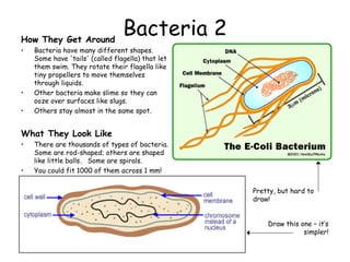 Bacteria 2How They Get Around
• Bacteria have many different shapes.
Some have 'tails' (called flagella) that let
them swim. They rotate their flagella like
tiny propellers to move themselves
through liquids.
• Other bacteria make slime so they can
ooze over surfaces like slugs.
• Others stay almost in the same spot.
What They Look Like
• There are thousands of types of bacteria.
Some are rod-shaped; others are shaped
like little balls. Some are spirals.
• You could fit 1000 of them across 1 mm!
Pretty, but hard to
draw!
Draw this one – it’s
simpler!
 