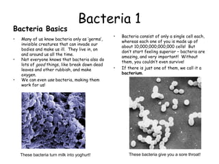 Bacteria 1
Bacteria Basics
• Many of us know bacteria only as ‘germs’,
invisible creatures that can invade our
bodies and make us ill. They live in, on
and around us all the time.
• Not everyone knows that bacteria also do
lots of good things, like break down dead
leaves and other rubbish, and make
oxygen.
• We can even use bacteria, making them
work for us!
• Bacteria consist of only a single cell each,
whereas each one of you is made up of
about 10,000,000,000,000 cells! But
don’t start feeling superior – bacteria are
amazing, and very important! Without
them, you couldn’t even survive!
• If there is just one of them, we call it a
bacterium.
These bacteria turn milk into yoghurt! These bacteria give you a sore throat!
 