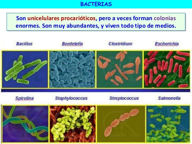 Bacterias virus 1eso