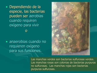 Dependiendo de la especie, las bacterias pueden ser  aerobias cuando requiren oxígeno para vivir o   anaerobias cuando no requieren oxígeno para sus funciones.  Las manchas verdes son bacterias sulfurosas verdes.  Las manchas rosas son colonias de bacterias purpuras no sulfurosas.  Las manchas rojas son bacterias purpuras sulfurosas.  
