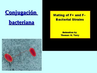 Conjugación  bacteriana 