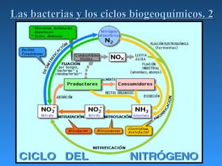 Las bacterias y los ciclos biogeoquímicos. 2 