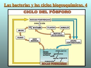 Las bacterias y los ciclos biogeoquímicos. 4 