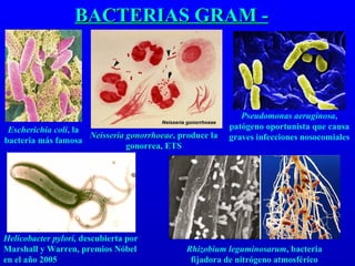 BACTERIAS GRAM - Escherichia coli , la bacteria más famosa Neisseria gonorrhoeae , produce la gonorrea, ETS Pseudomonas aeruginosa , patógeno oportunista que causa graves infecciones nosocomiales Helicobacter pylori,  descubierta por Marshall y Warren, premios Nóbel en el año 2005 Rhizobium leguminosarum , bacteria fijadora de nitrógeno atmosférico 