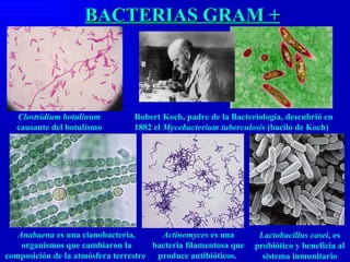 Clostridium botulinum  causante del botulismo BACTERIAS GRAM + Robert Koch, padre de la Bacteriología, descubrió en 1882 el  Mycobacterium tuberculosis  (bacilo de Koch) Anabaena  es una cianobacteria, organismos que cambiaron la composición de la atmósfera terrestre  Actinomyces  es una bacteria filamentosa que produce antibióticos.  Lactobacillus casei , es probiótico y beneficia al sistema inmunitario 