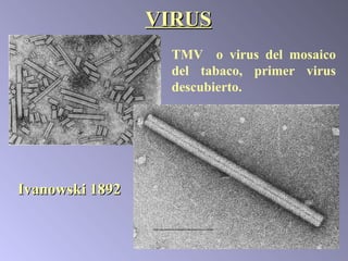 VIRUS TMV  o virus del mosaico del tabaco, primer virus descubierto.  Ivanowski   1892 