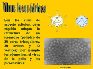 Son los virus de aspecto esférico, cuya cápsida adopta la estructura de un icosaedro (poliedro de 20 caras triangulares, 30 aristas y 12 vértices); por ejemplo los adenovirus, el virus de la polio y los picornavirus.  Virus icosaédricos 