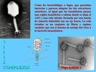 VIRUS Como los bacteriófagos o fagos, que parasitan bacterias y parecen adoptar las dos estructuras anteriores. Al igual que los icosaédricos poseen una región icosaédrica o cabeza donde se aloja el ADN y una cola tubular formada por una banda de simetría helicoidal con un eje hueco. La cola termina en un conjunto de fibras y espinas caudales que son el sistema de anclaje del virus a la bacteria hospedadora.  Fago lambda  λ COMPLEJOS 